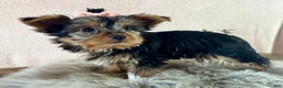 Yorkshire Terrier dogs for sale: Willow - Ad 5