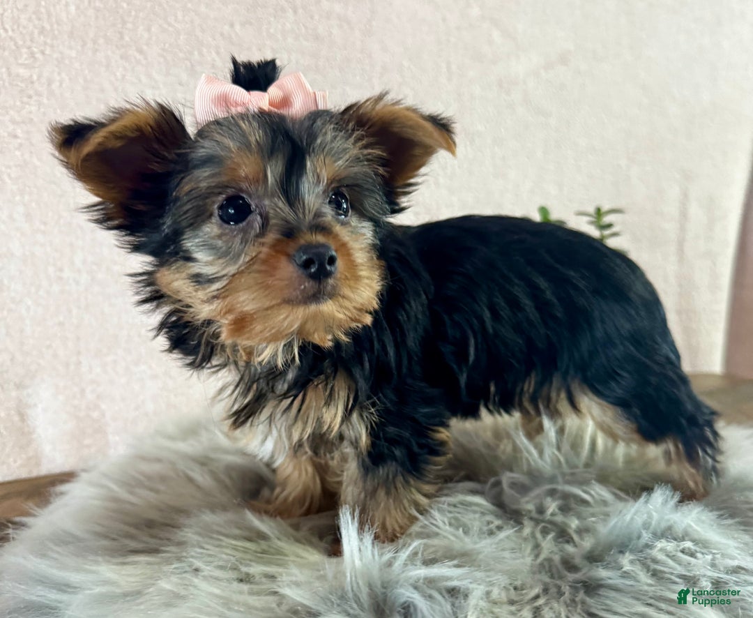 Yorkshire Terrier dogs for sale: Willow - Ad 5