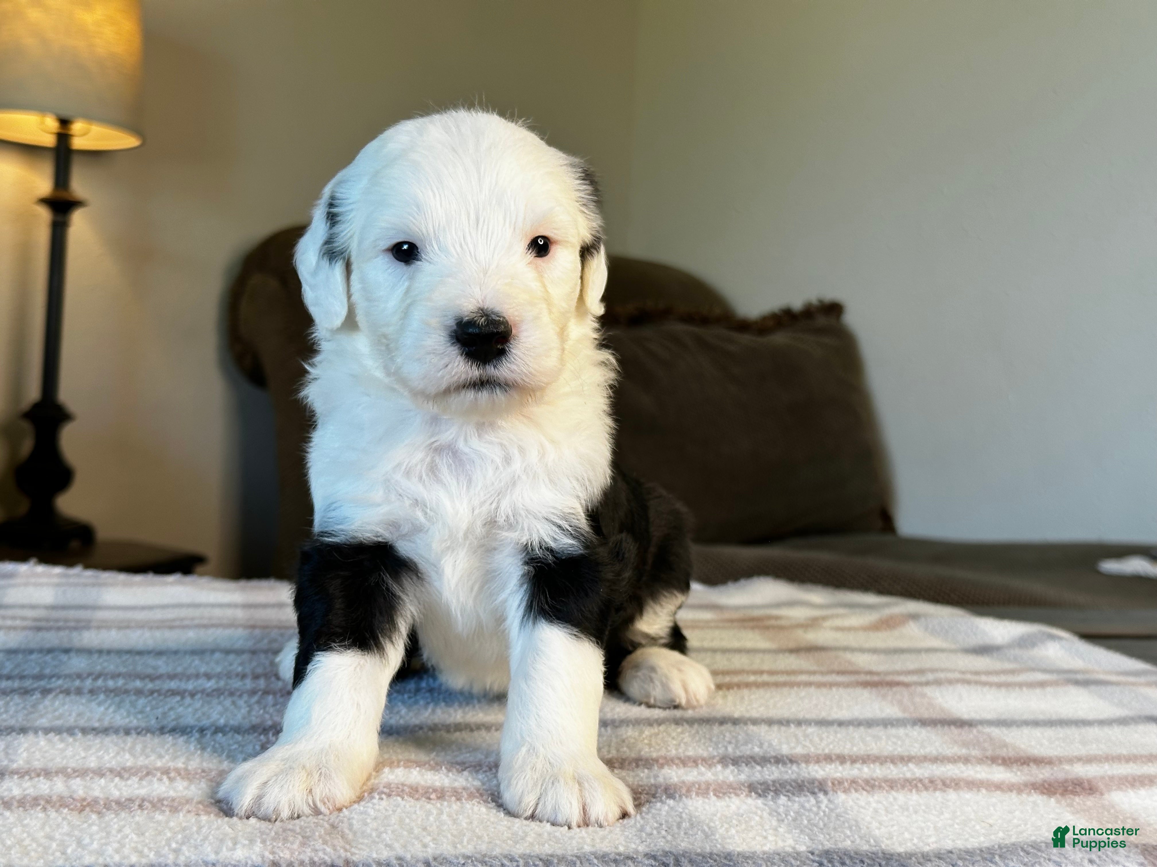 Sheepadoodle dogs Black & White Male 3 - Ad 1