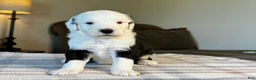 Sheepadoodle dogs for sale: Black & White Male 3 - Ad 2