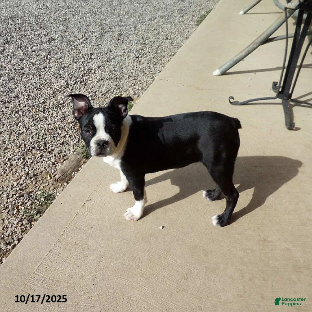 Boston Terrier dogs for sale: Roselyn - Ad 10