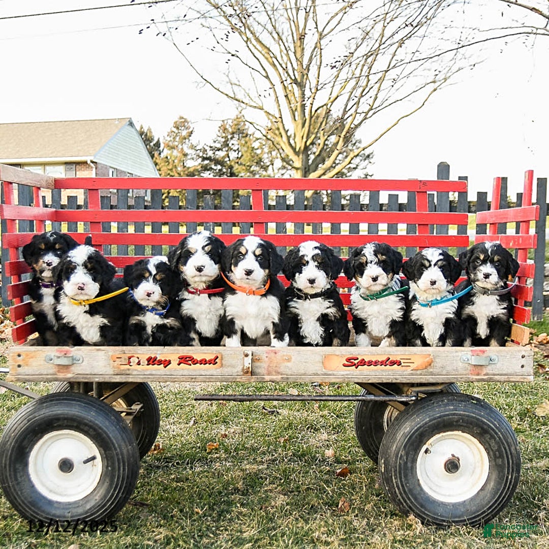 Mini Bernedoodle dogs for sale: Mindy - Ad 5