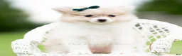 Pomeranian dogs for sale: Lucas - Ad 2