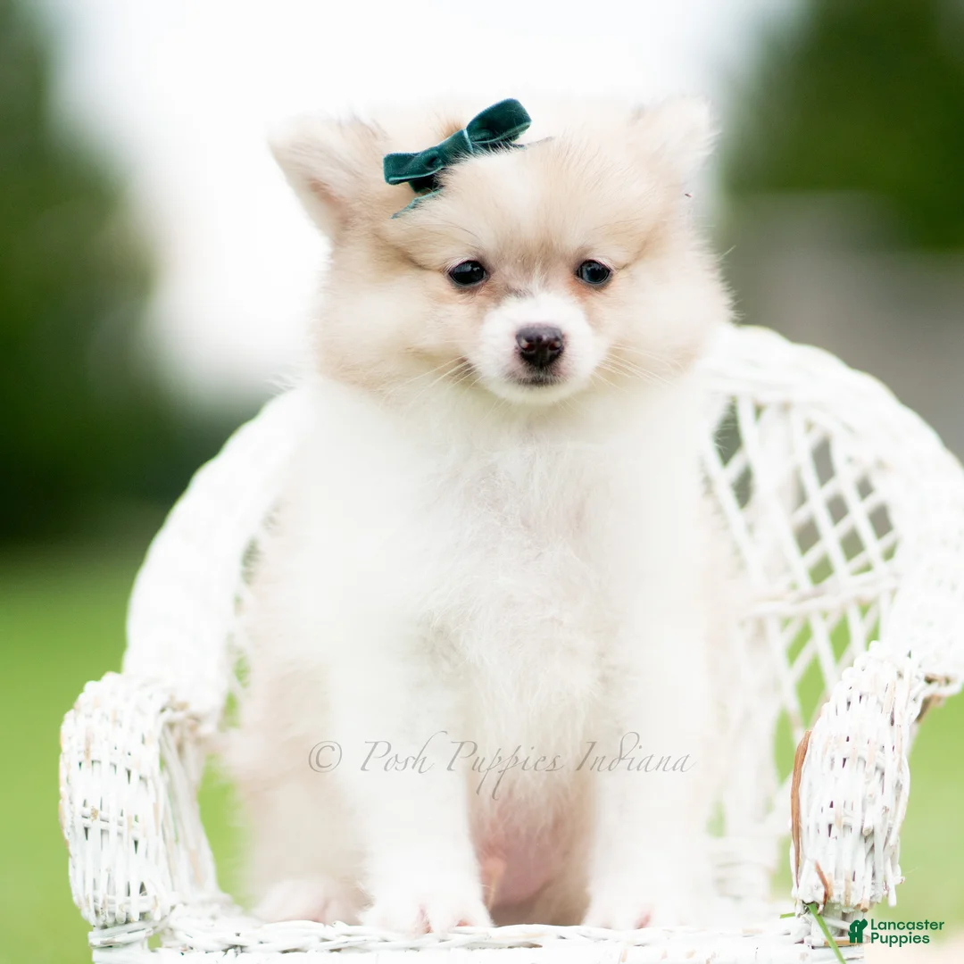 Pomeranian dogs for sale: Lucas - Ad 2