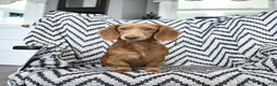Miniature Dachshund dogs for sale: Zola - Ad 6