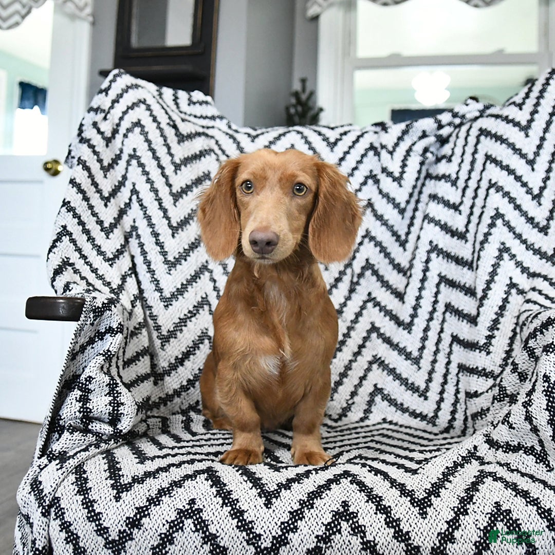 Miniature Dachshund dogs for sale: Zola - Ad 6