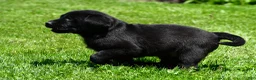 Labrador Retriever dogs for sale: Petey - Ad 9