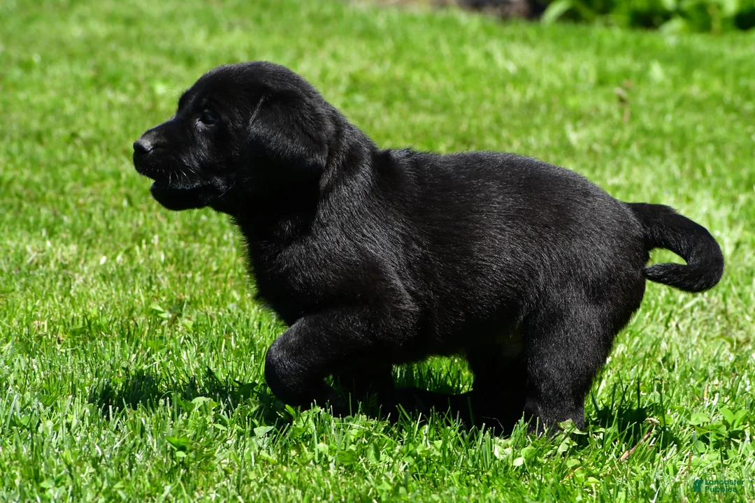 Labrador Retriever dogs for sale: Petey - Ad 9