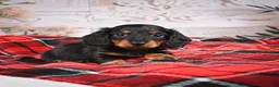 Miniature Dachshund dogs for sale: AKC-Elvis - Ad 6