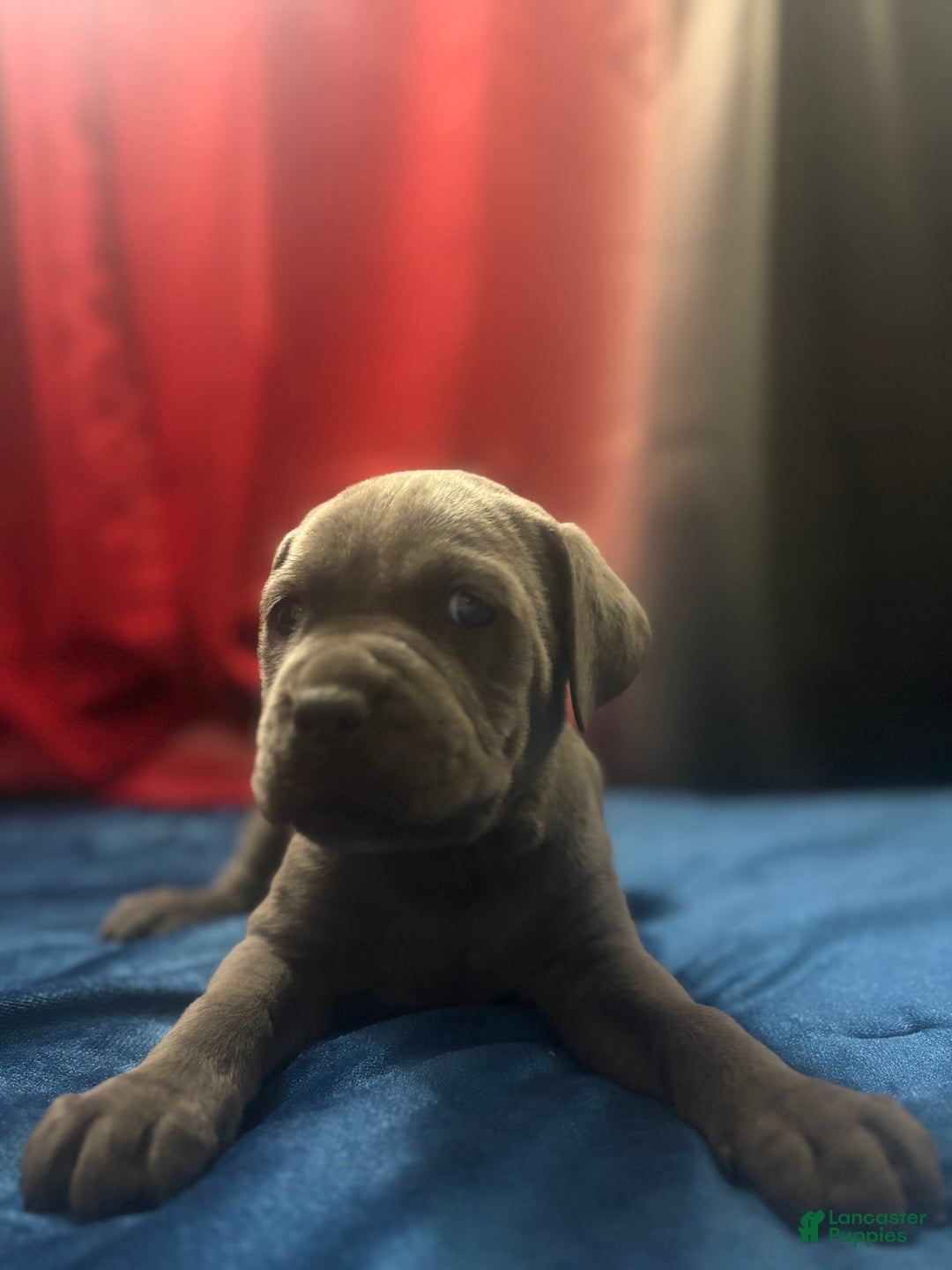 Cane Corso dogs for sale: Thor - Ad 1