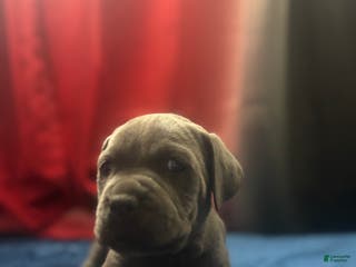 Cane Corso dogs Thor - Ad 14