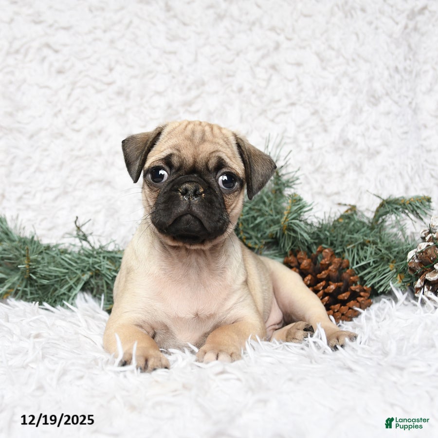 Pug dogs Pablo - Ad 37