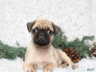 Pug dogs Pablo - Ad 36