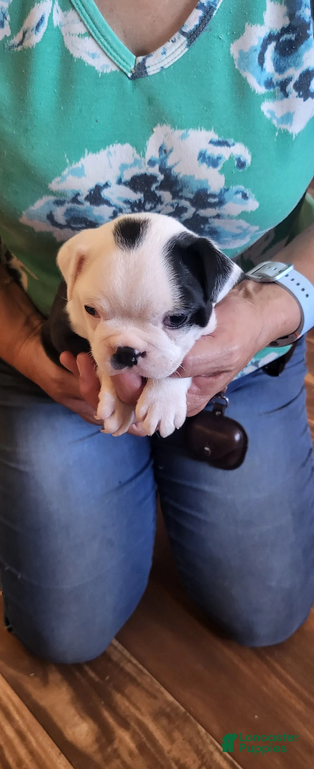 Boston Terrier dogs for sale: Boston Terrier 2 - Ad 1