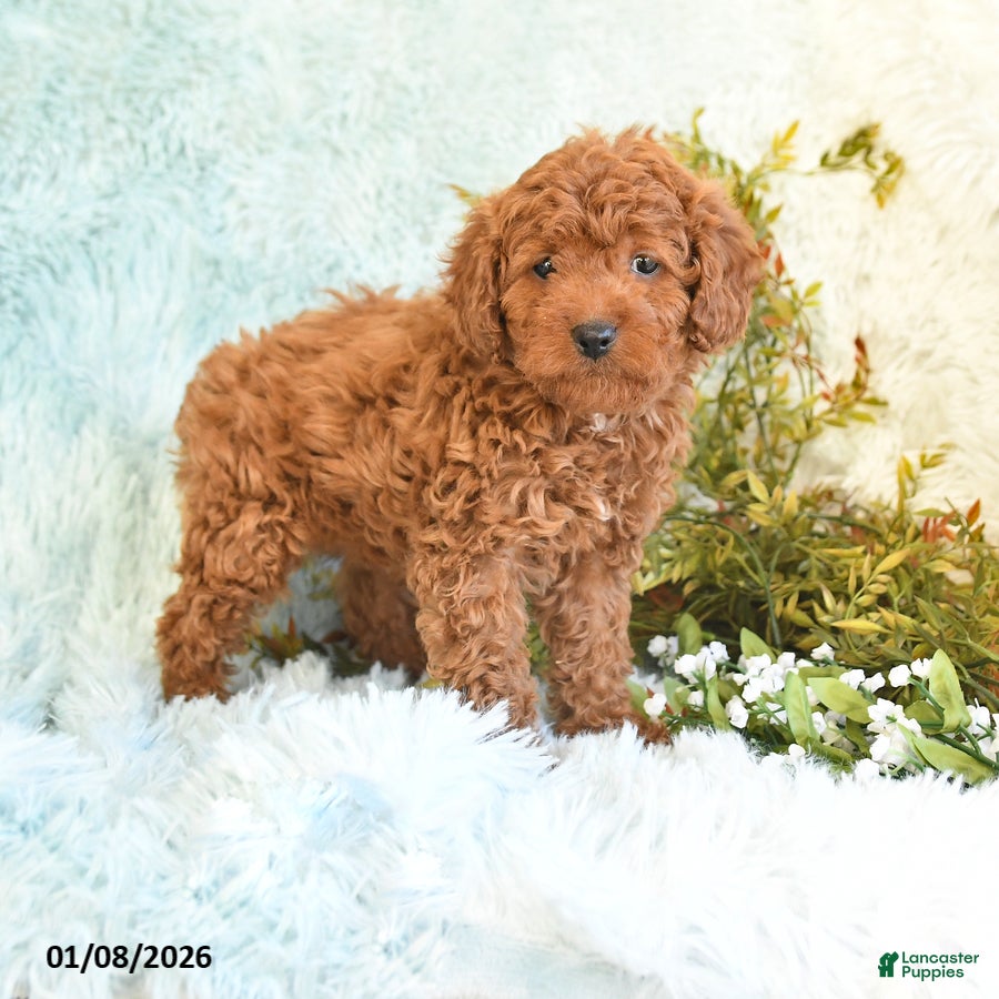 Cockapoo dogs for sale: Babs - Ad 2