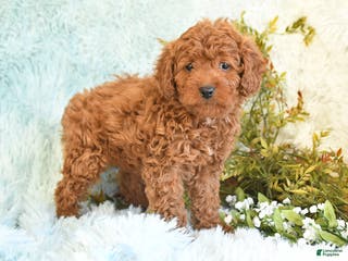 Cockapoo dogs for sale: Babs - Ad 2