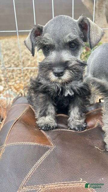 Miniature Schnauzer dogs for sale: Salt and Pepper - Ad 1
