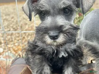 Miniature Schnauzer dogs for sale: Salt and Pepper - Ad 1