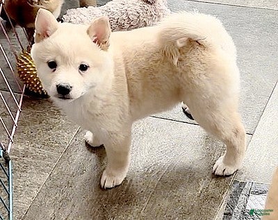 Shiba Inu dogs Shiba Inu Puppy 4 - Ad 10