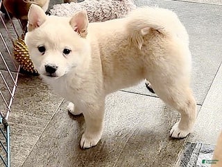 Shiba Inu dogs Shiba Inu Puppy 4 - Ad 17