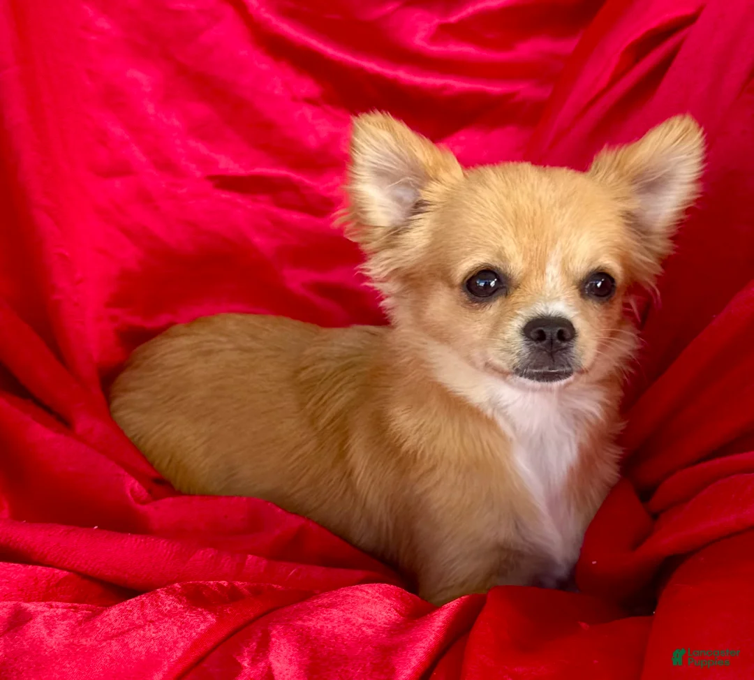 Chihuahua dogs for sale: Rose long hair Apple head - Ad 1