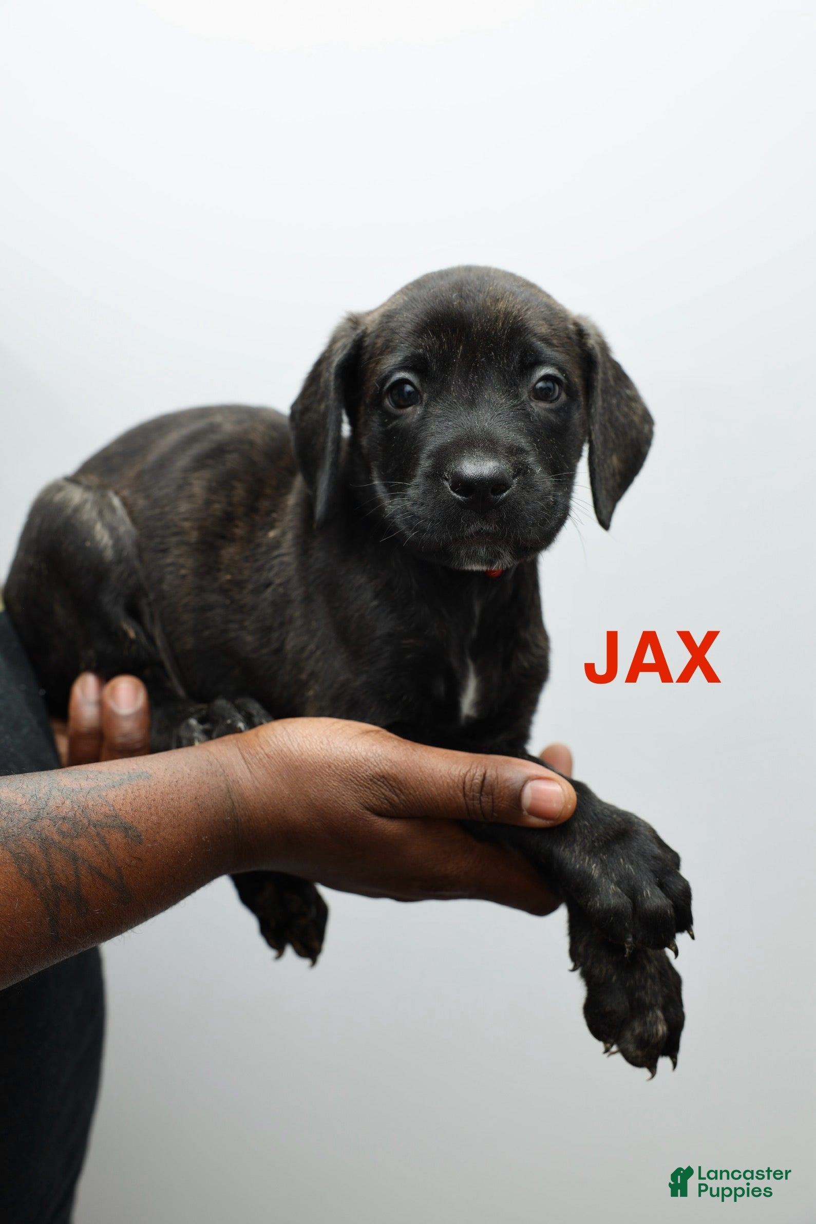 Cane Corso dogs Jax - Ad 35