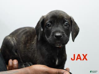 Cane Corso dogs Jax - Ad 1