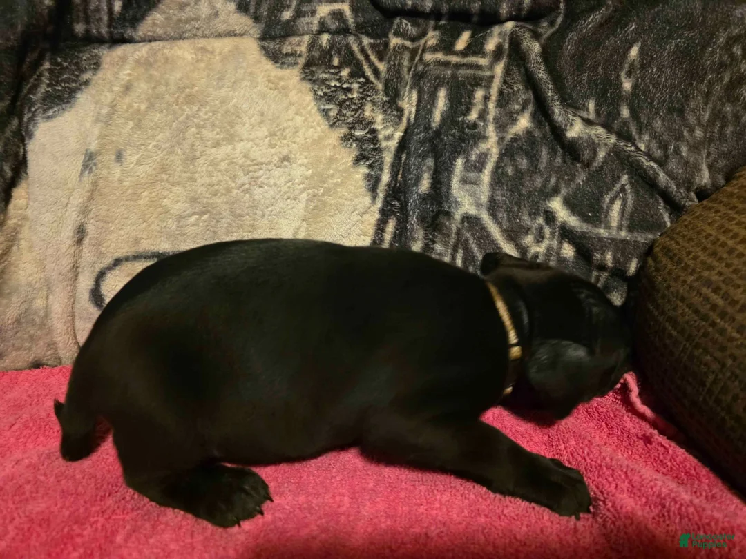 Mixed Breed dogs for sale: Jason - Ad 2