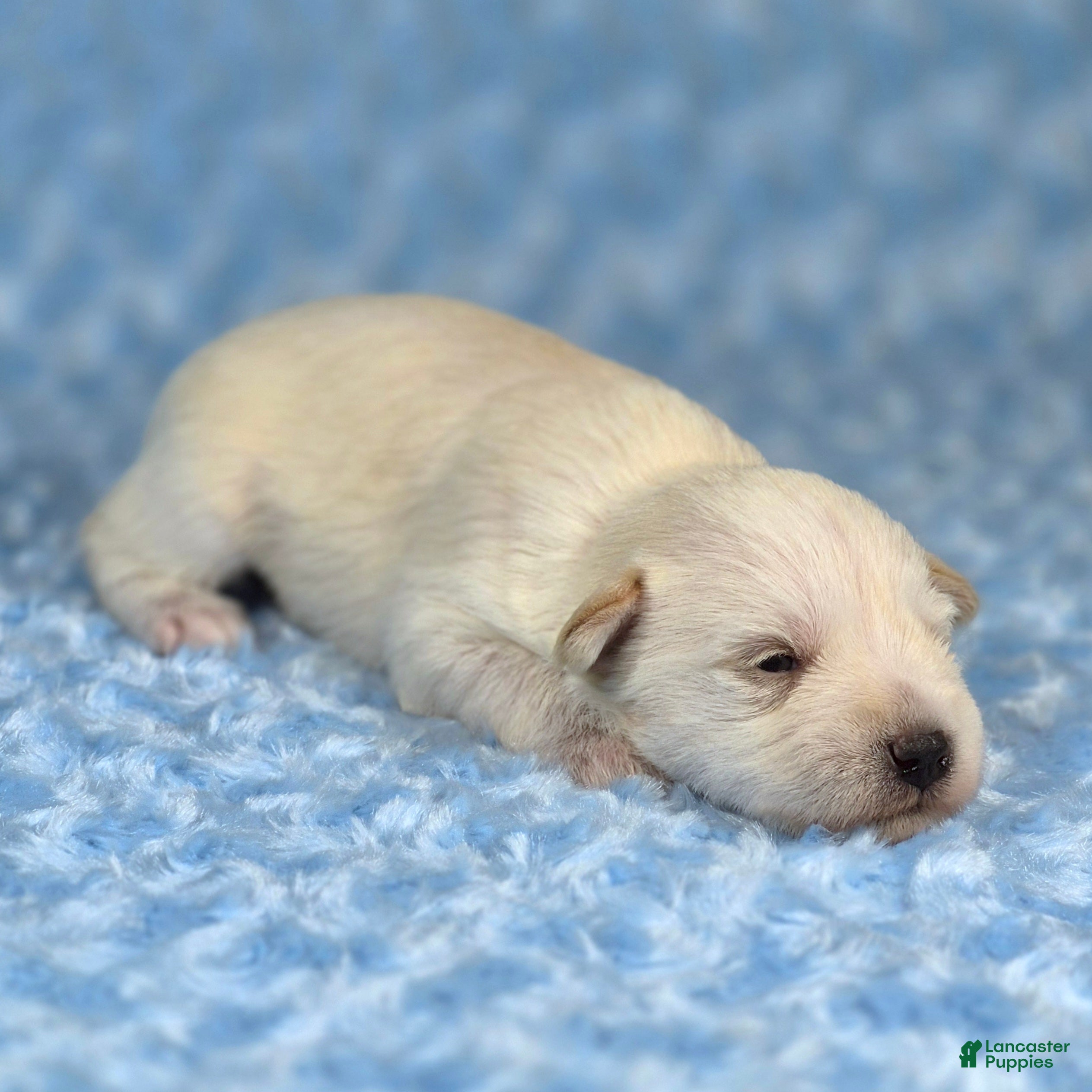 Miniature Schnauzer dogs Teddy - Ad 2