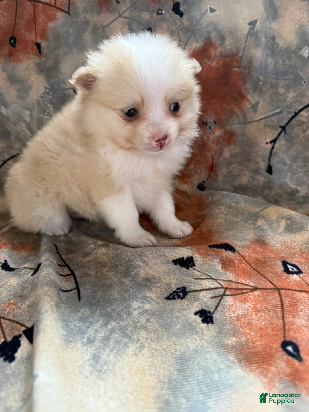 Pomeranian dogs for sale: Ryan - Ad 5