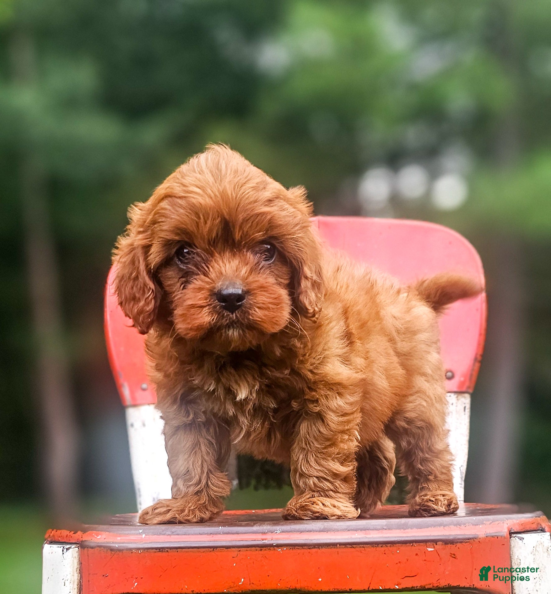 Cavapoo dogs Rusty - Ad 2