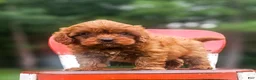 Cavapoo dogs for sale: Rusty - Ad 2
