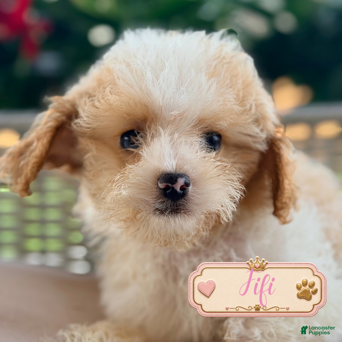 Cavapoo dogs Fifi - Ad 1