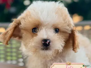 Cavapoo dogs Cavapoo 4 - Ad 30