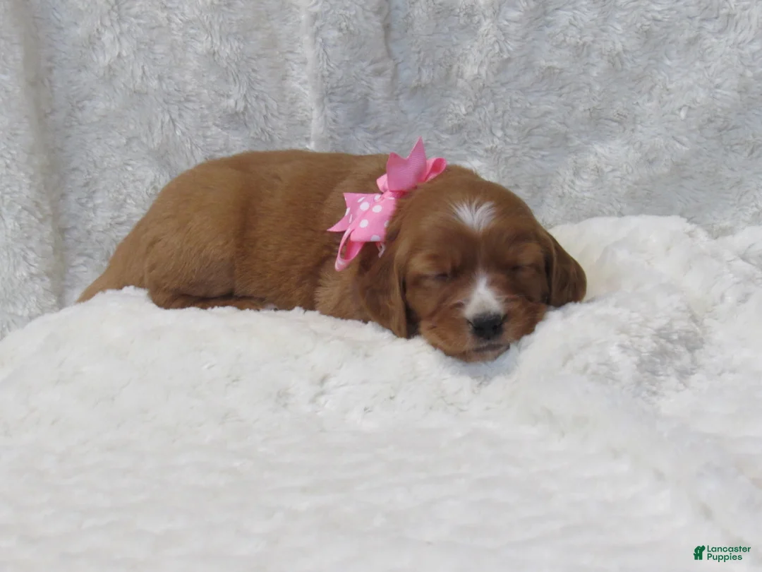 Golden Retriever dogs for sale: HAILEY - Ad 1