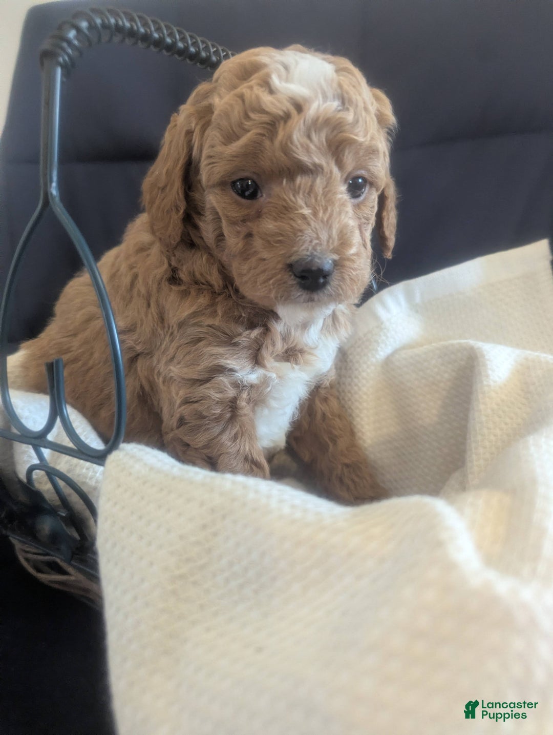 Mini Goldendoodle dogs for sale: Norman - Ad 3