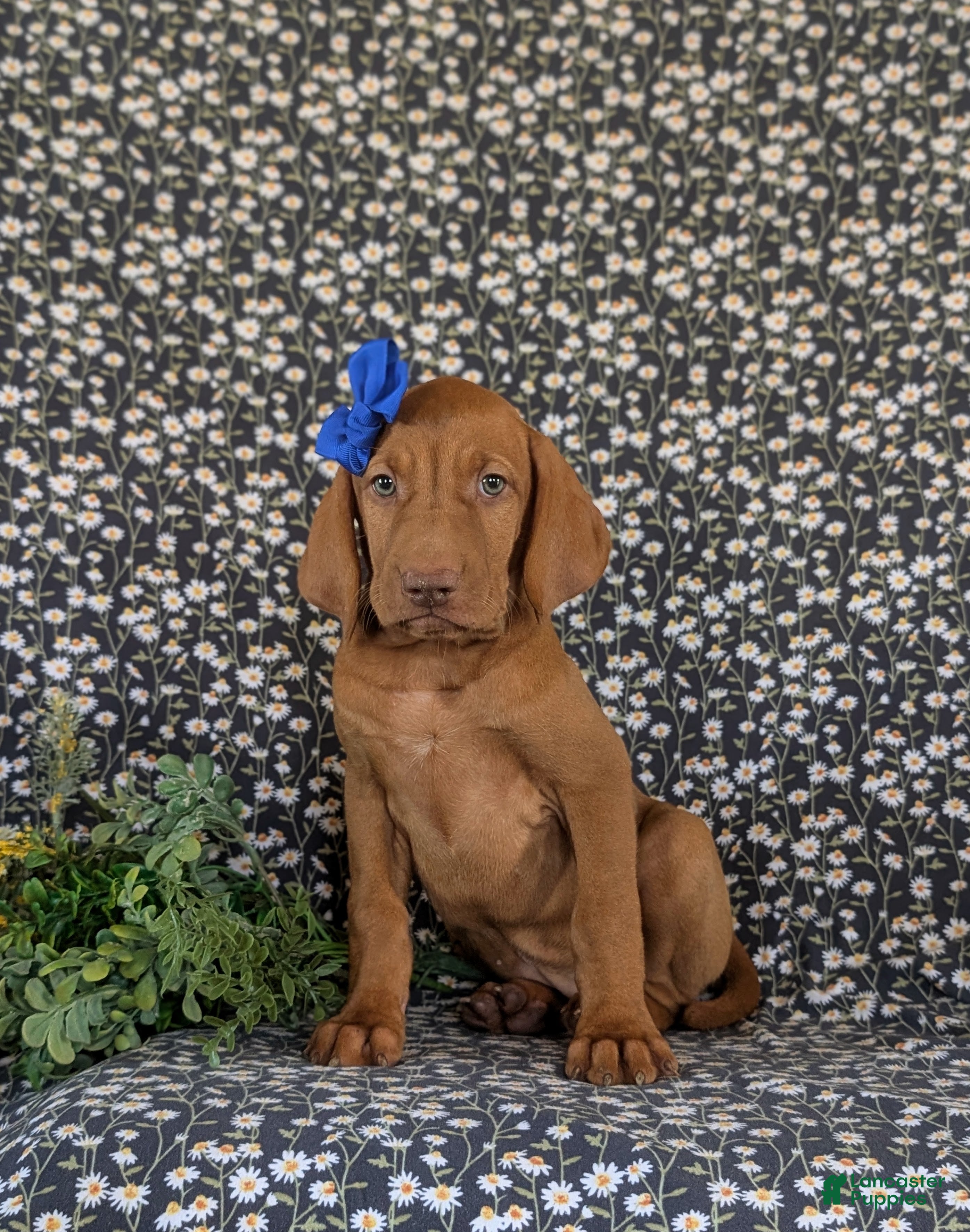 Vizsla dogs Amber - Ad 2