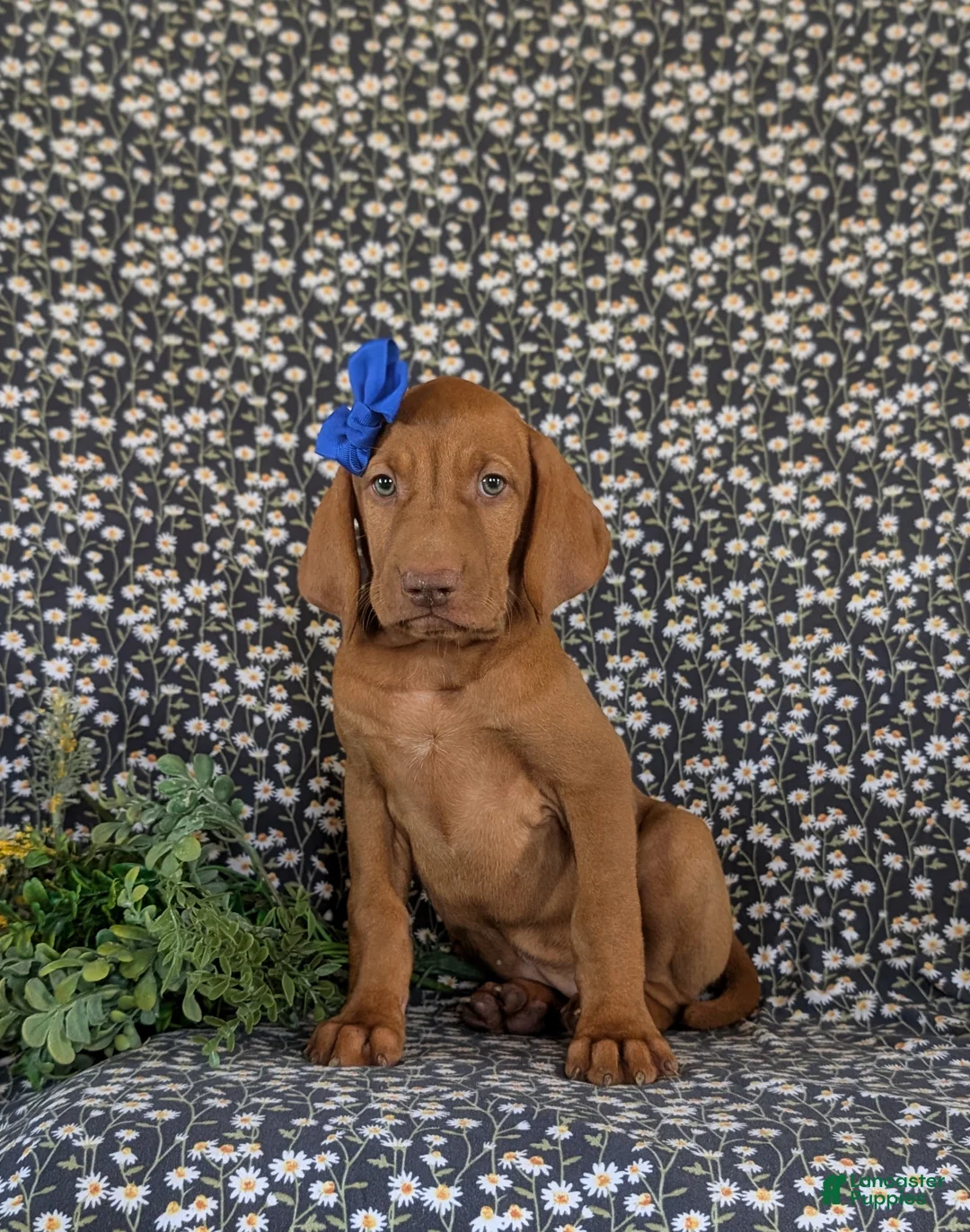 Vizsla dogs for sale: Amber - Ad 2