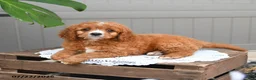Cavapoo dogs for sale: Smores - Ad 3