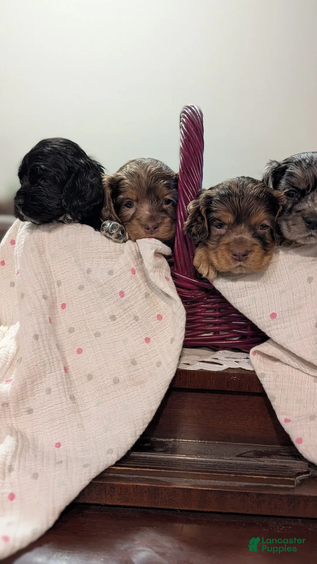 Cocker Spaniel dogs for sale: Tootsie  - Ad 5
