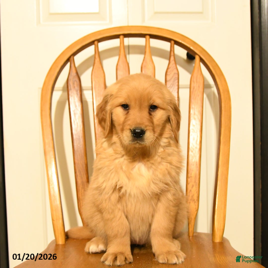 Golden Retriever dogs for sale: Bunny - Ad 2