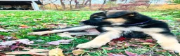 German Shepherd dogs for sale: Liberty - Ad 9