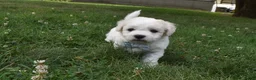 Cavachon dogs for sale: Tigger  - Ad 3