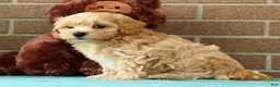 Maltipoo dogs for sale: Asher - Ad 3