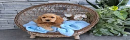 Cocker Spaniel dogs for sale: Rita - Ad 6