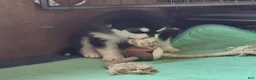 Alaskan Malamute dogs for sale: Meet Onyx, she is an akc Alaskan Malamute. She is lovable and also spunky.  - Ad 5