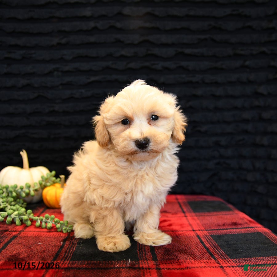 Maltipoo dogs Lyle - Ad 1