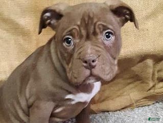 American Bully dogs American Bully Puppy 2 Sophie - Ad 36