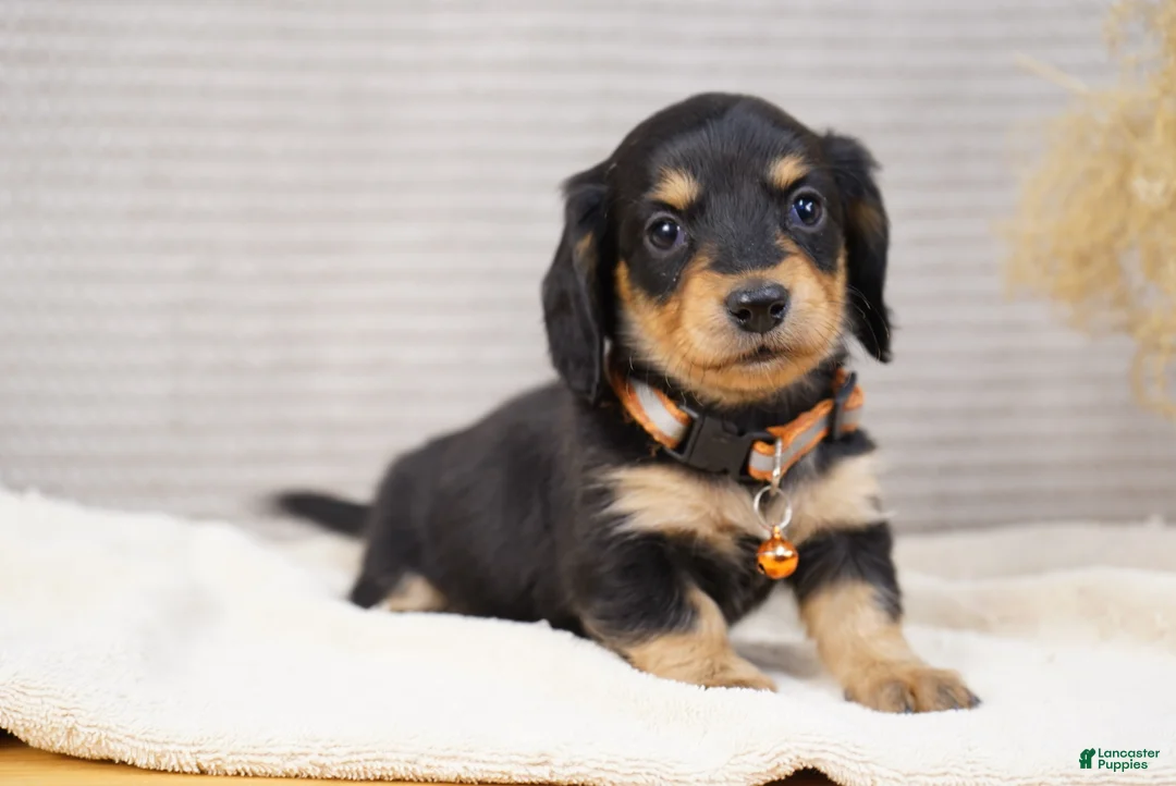 Dachshund dogs for sale: Orpha - Ad 3