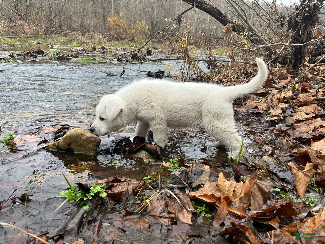 German Shepherd dogs for sale: Duke - Ad 5